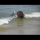 Badefreuden eines Wasserbüffels